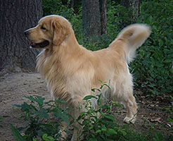 CH ThorneLea Oh Henry TD CGC OS