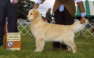 CH ThorneLea Penelope