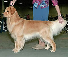 Am/Can CH ThorneLea Bond...James Bond