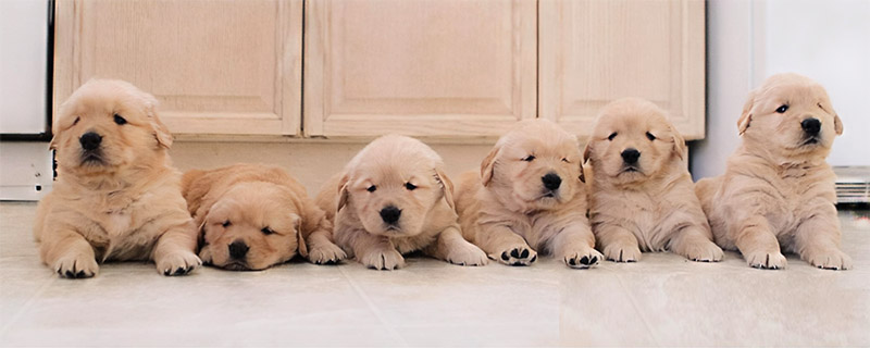 thornelea golden retriever puppies