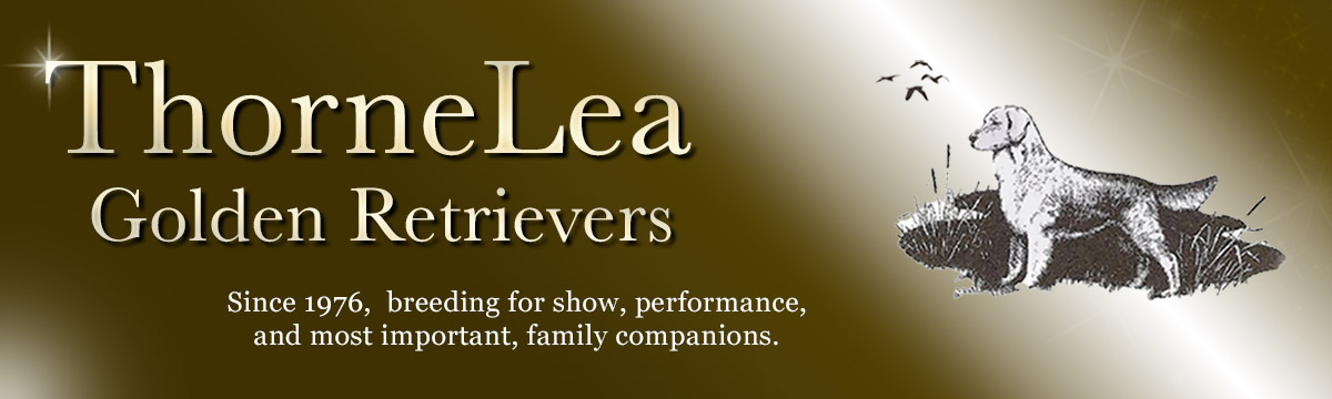 thornelea golden retrievers in new hampshire